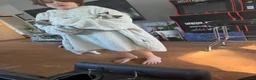 Ragdoll cats for sale: Super rare cute cuddly confident ragdoll kittens in Bexhill-on-Sea - Advert 22