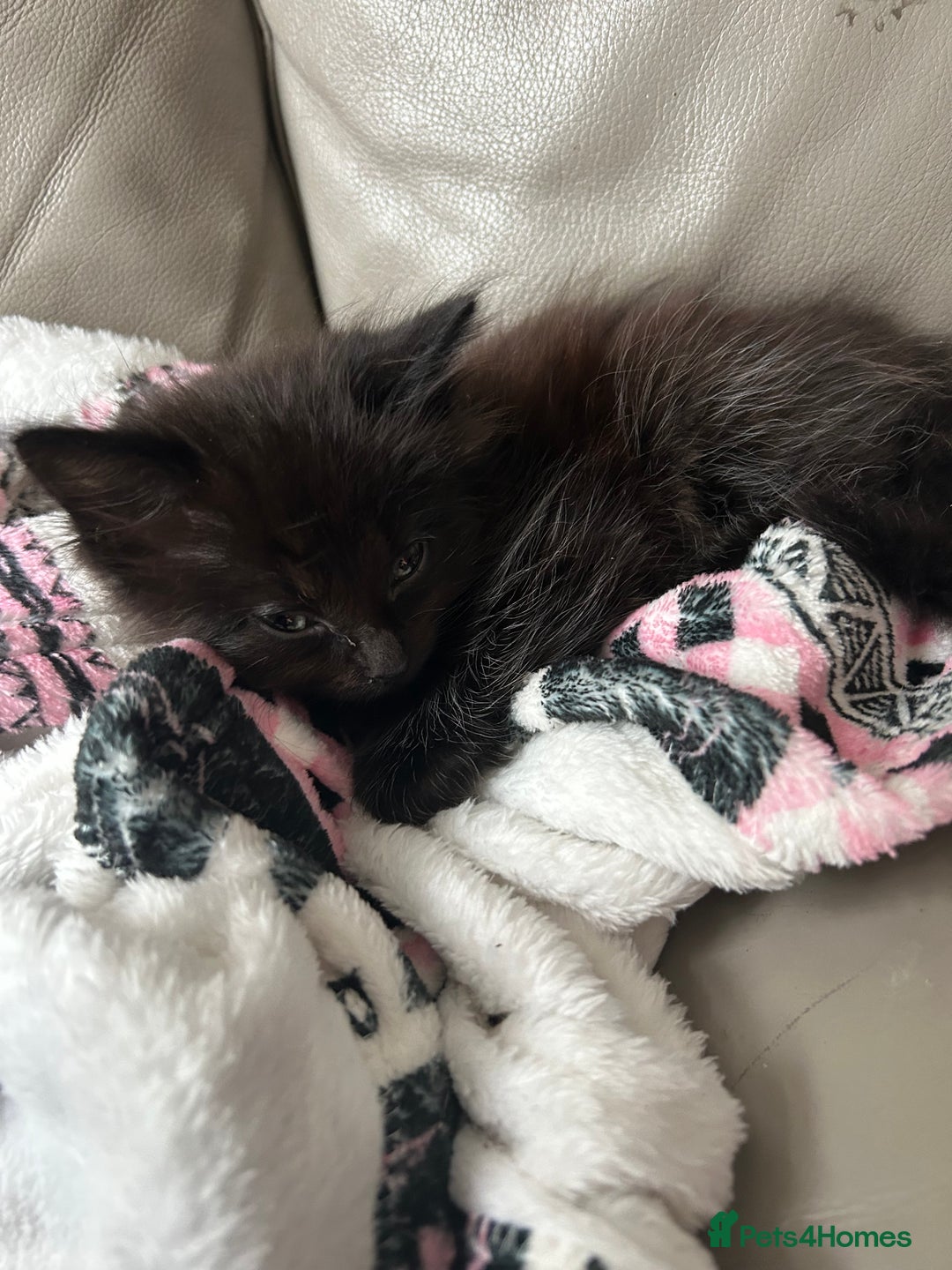 Mixed Breed cats for sale: Mixed kittens  - Image 6