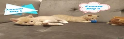 Mixed Breed cats for sale: Adorable kittens are looking for lovely home  - Advert 35