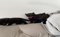 Mixed Breed cats for sale: Maine Coon mixed kittens  - Image 2