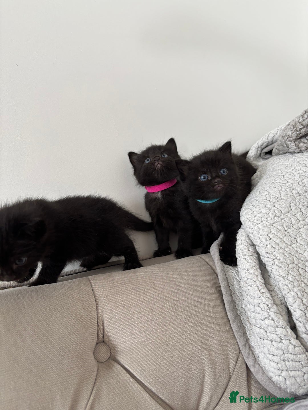 Mixed Breed cats for sale: Maine Coon mixed kittens  - Image 2