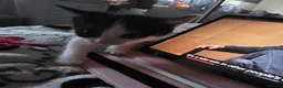 British Shorthair cats for sale: Kitten - Advert 17