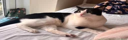 Mixed Breed cats for sale: Domestic short hair FREE in London - Advert 1