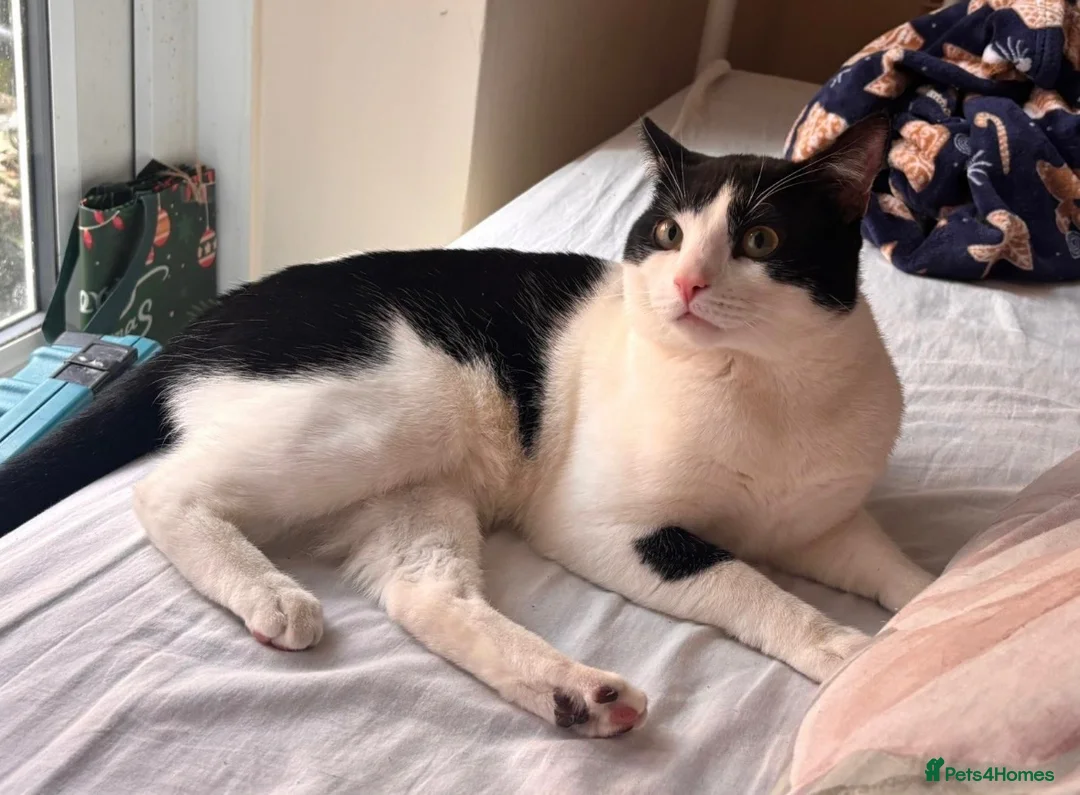 Mixed Breed cats for sale: Domestic short hair FREE in London - Advert 1