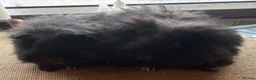 Guinea Pig rodents for sale: Pair of 8 week old baby sows  - Advert 1