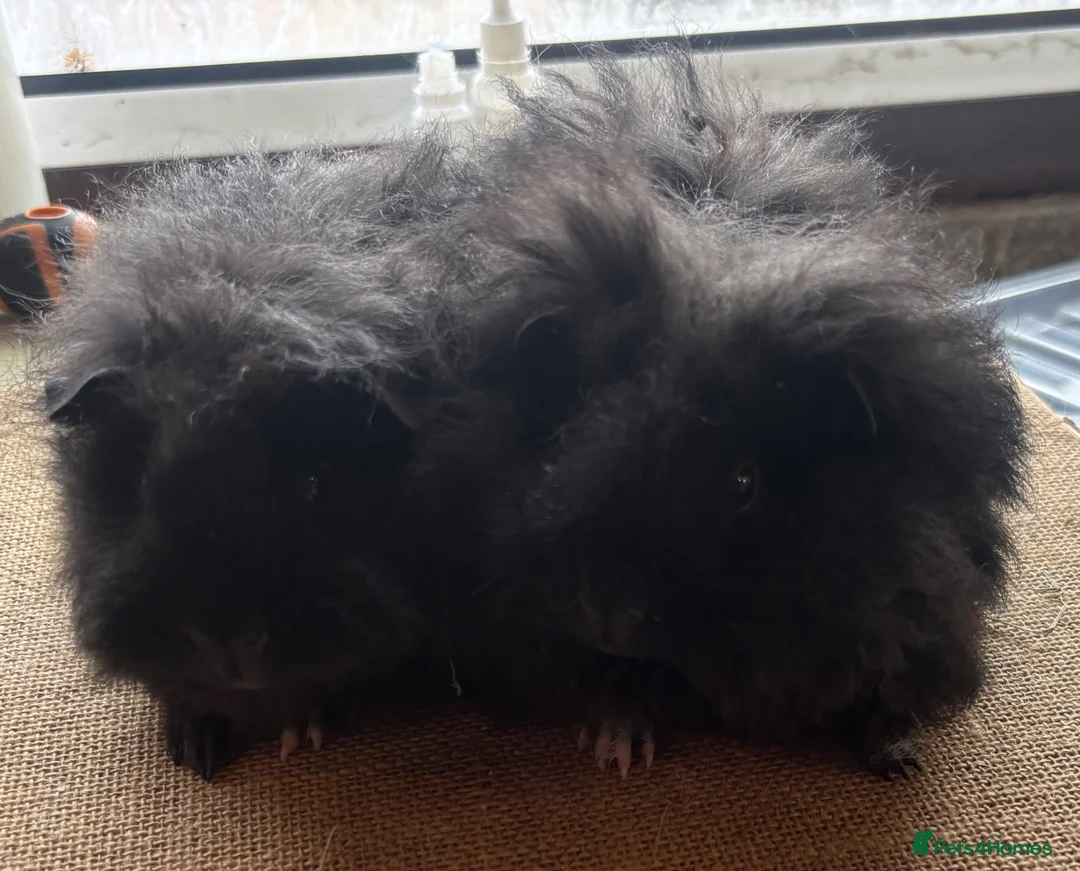 Guinea Pig rodents for sale: Pair of 8 week old baby sows  - Advert 1