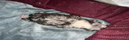 Australian Shepherd dogs for sale: Blue Merle Aussie  in Sittingbourne - Advert 7