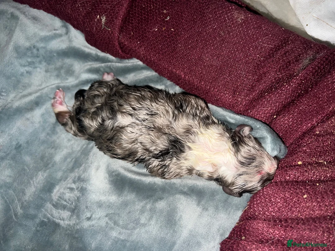 Australian Shepherd dogs for sale: Blue Merle Aussie  in Sittingbourne - Advert 7