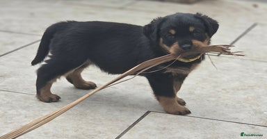 Rottweiler dogs - Advert 2