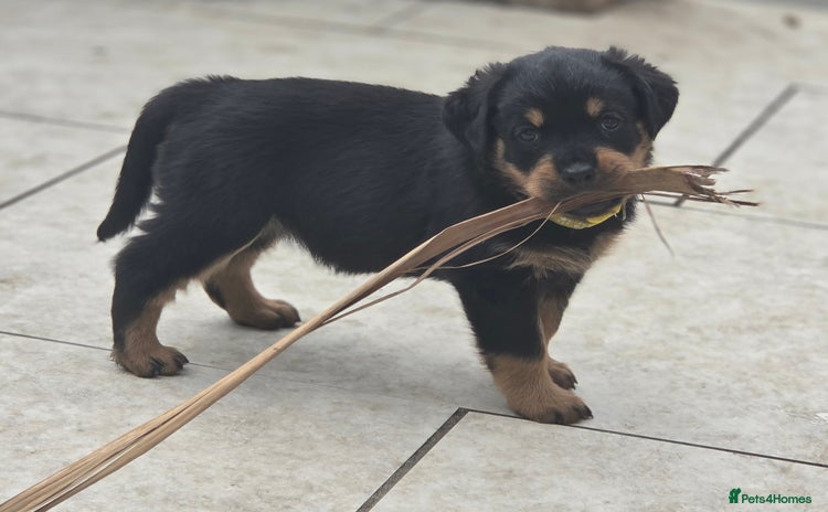 Rottweiler dogs - Advert 1