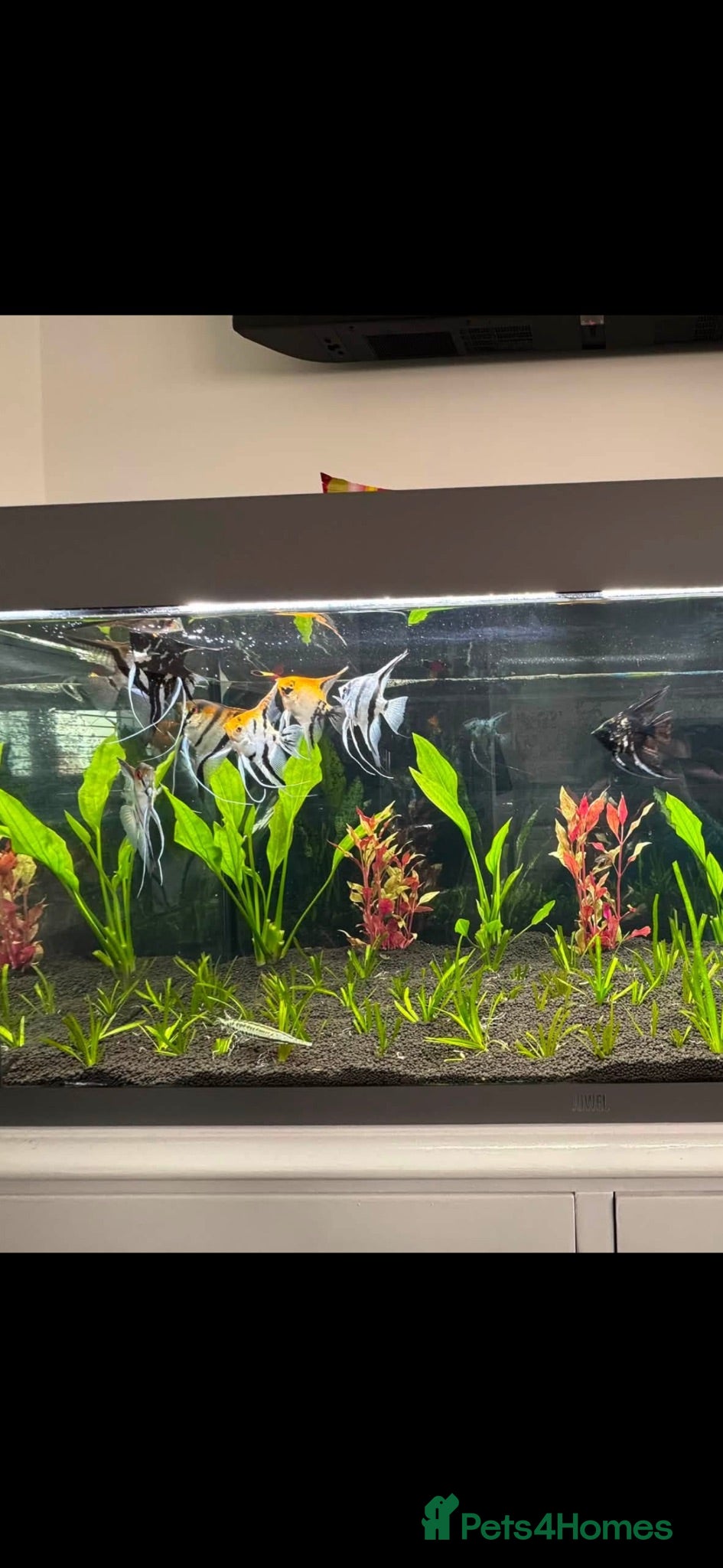 Angelfish fish Breeding Group Angelfish  - Advert 1