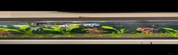 Angelfish fish for sale: Breeding Group Angelfish  - Advert 1