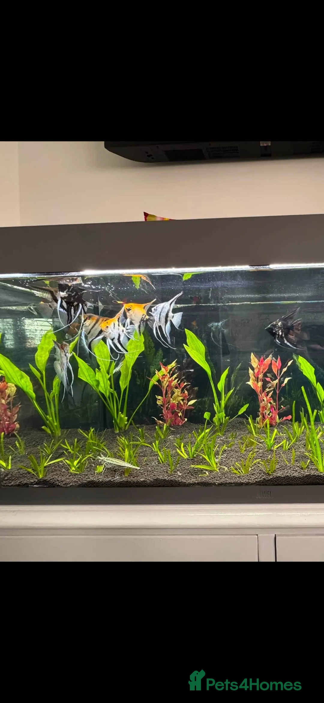 Angelfish fish for sale: Breeding Group Angelfish  - Advert 1