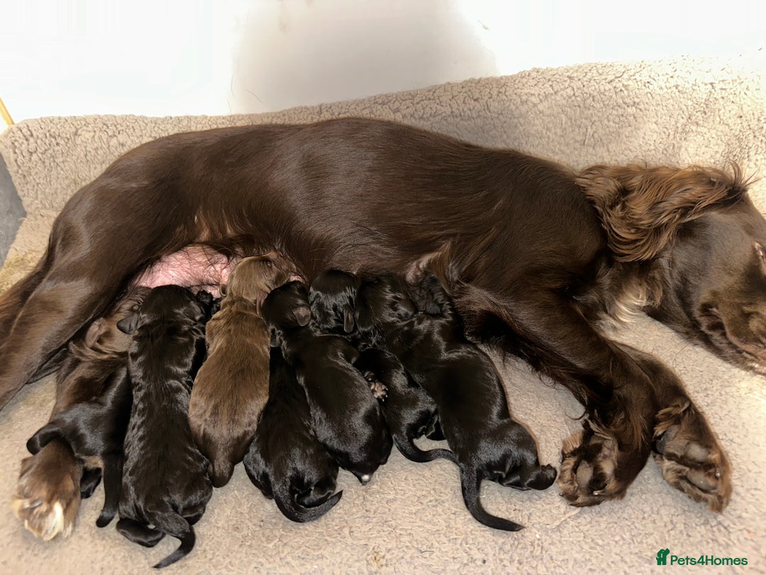 Cockapoo dogs for sale: Cockapoo Puppies Looking For Their Forever Homes💕 - Image 2