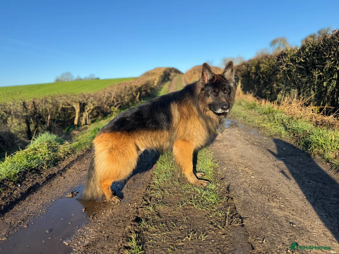 German Shepherd dogs for stud: ⭐️ Health tested, Proven, KC reg GSD ⭐️  - Advert 1