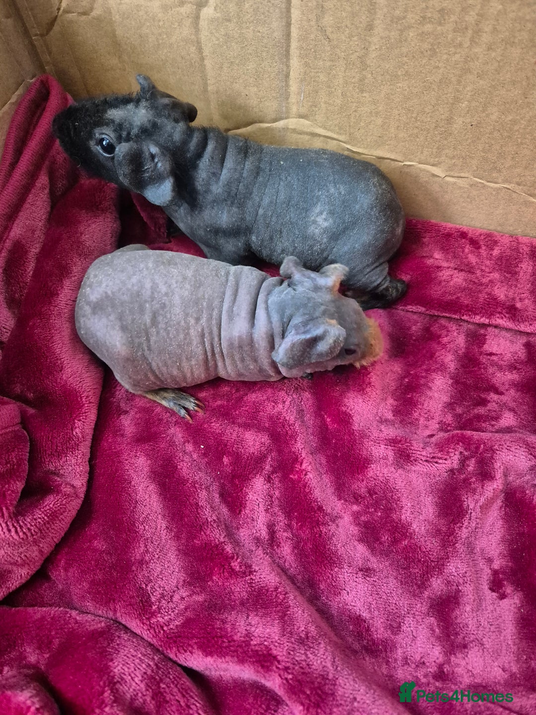 Guinea Pig rodents for sale: Baby Male Skinny Pigs For Sale  - Advert 4