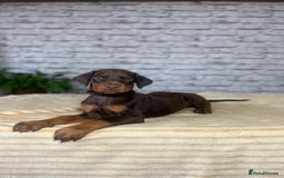 Dobermann dogs for sale: Dobermann puppies Champion bloodline, kc reg - Image 7