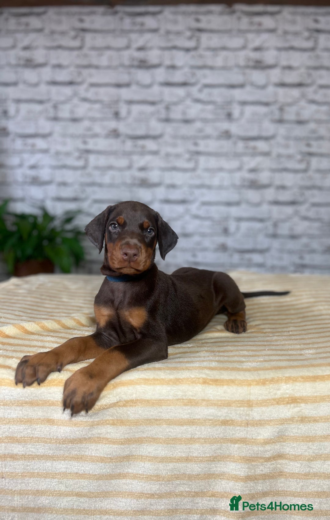 Dobermann dogs for sale: Dobermann puppies Champion bloodline, kc reg - Image 7