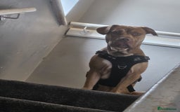 Mixed Breed dogs for sale: Medium size dog  - Image 1