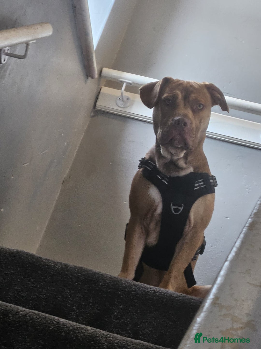 Mixed Breed dogs for sale: Medium size dog  - Image 1