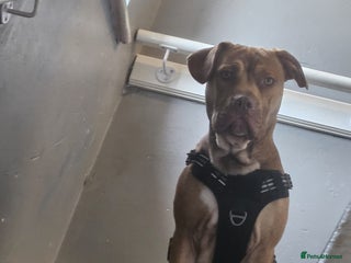 Mixed Breed dogs - Advert 6