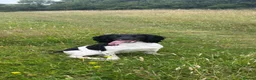 English Springer Spaniel dogs for stud: Wessexmac's King Kobe at Stud - Advert 10