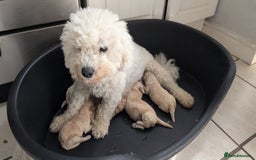 Poochon dogs for sale: Stunning F1 Toy Poochon Puppies BOYS - Image 19