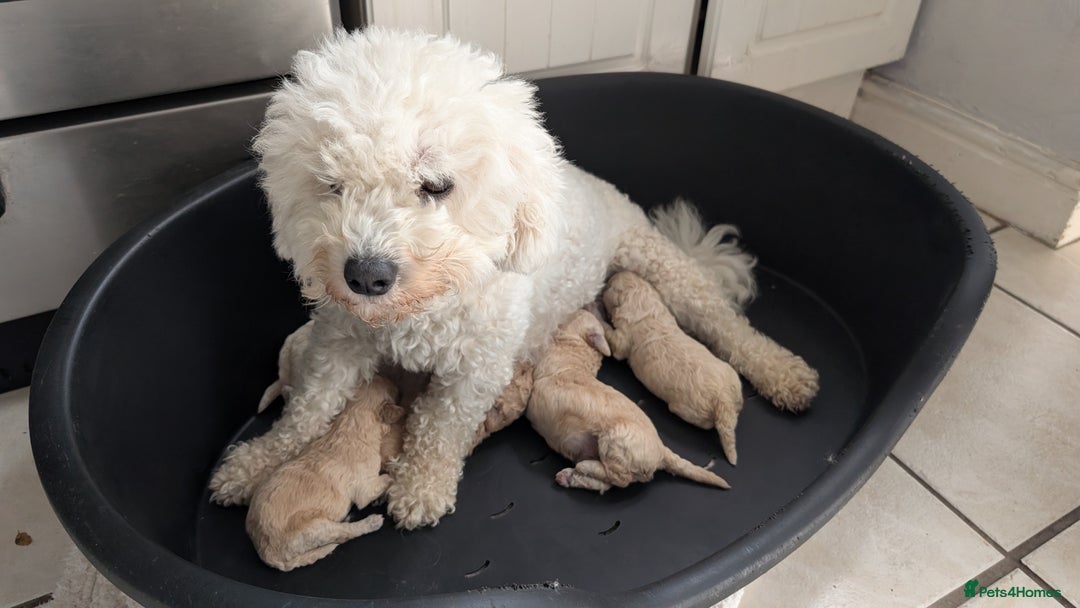 Poochon dogs for sale: Stunning F1 Toy Poochon Puppies BOYS - Image 19