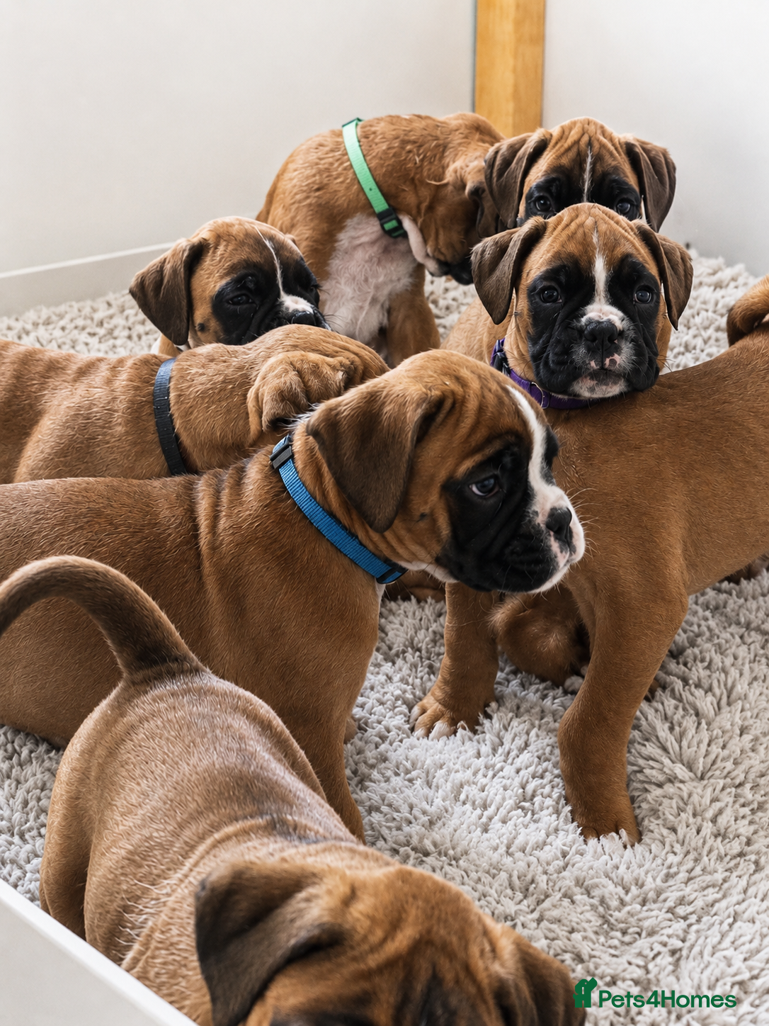 Boxer dogs BOXER pups - Advert 11