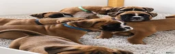 Boxer dogs for sale: BOXER pups - Advert 3