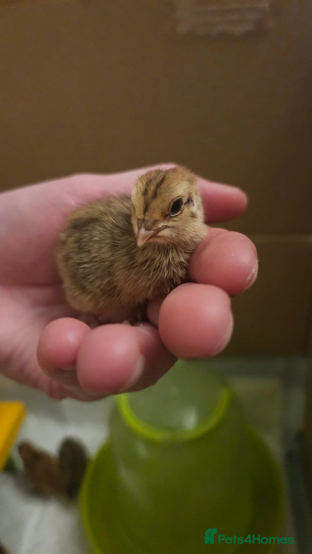 Quail poultry for sale: Coturnix Quail – Chicks, POL Birds & hatching eggs - Advert 2