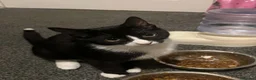 Mixed Breed cats for sale: Black and white female, tortoise and white boy - Advert 2