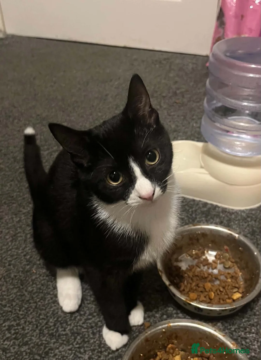 Mixed Breed cats for sale: Black and white female, tortoise and white boy - Advert 2