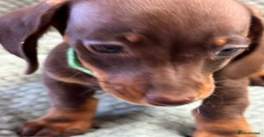 Miniature Dachshund dogs - Advert 2