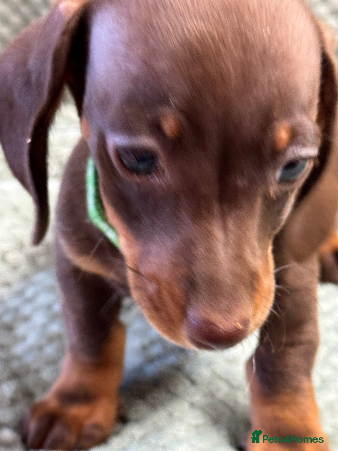 Miniature Dachshund dogs for sale: Miniature dachshund  - Image 2