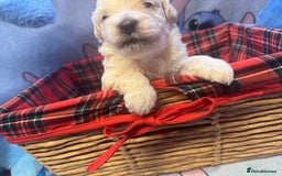 Maltipoo dogs for sale: Fluffballs of Joy 🐾💛 ready to melt your heart! - Image 22