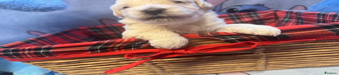 Maltipoo Puppy 1