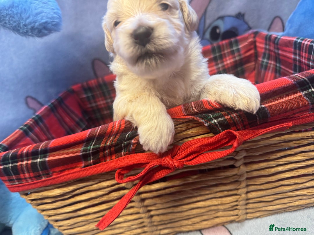 Maltipoo dogs for sale: Fluffballs of Joy 🐾💛 ready to melt your heart! - Image 22
