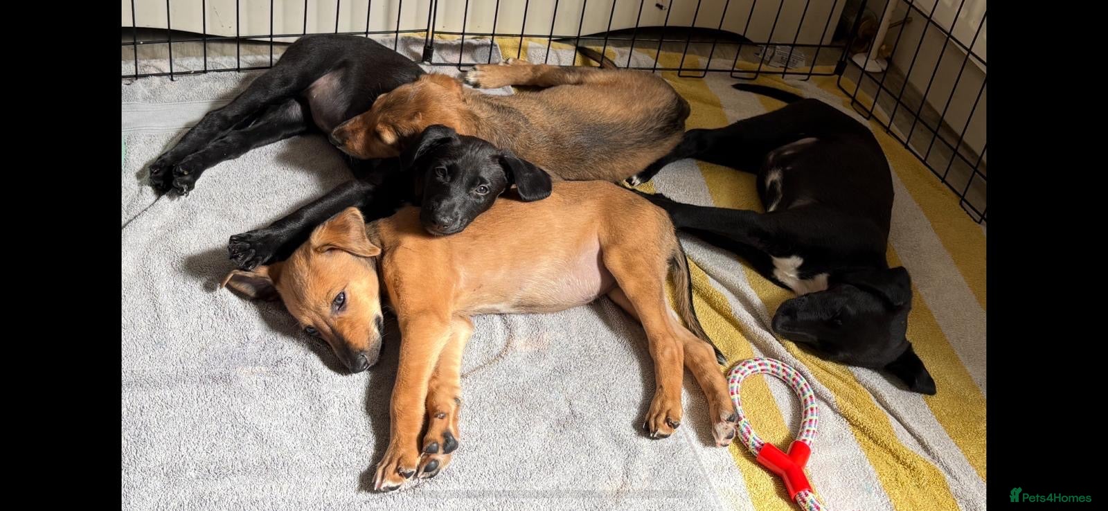 Lurcher dogs 4 beautiful girls looking for there forever homes  - Advert 1