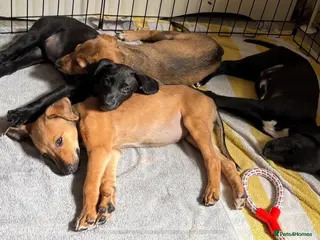 Lurcher dogs 4 beautiful girls looking for there forever homes - Advert 1