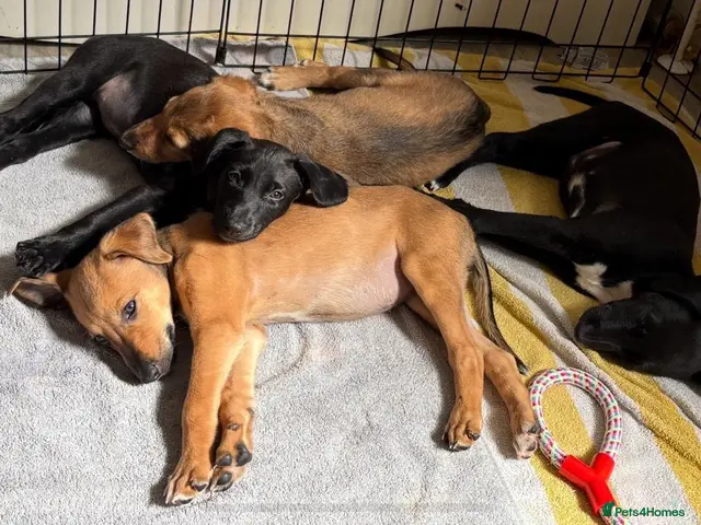 Lurcher dogs for sale: 4 beautiful girls looking for there forever homes - Advert 1