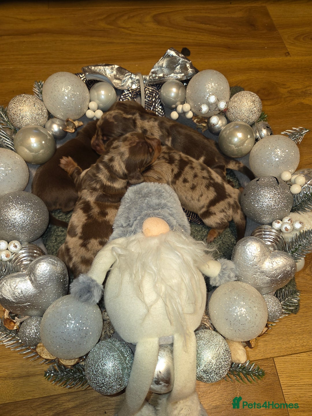 Miniature Dachshund dogs for sale:  Precious Miniature Dachshund Puppies   - Advert 2