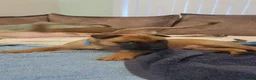 Belgian Shepherd Dog dogs for sale: Big chunky Belgian mallanois pups for sale - Advert 8