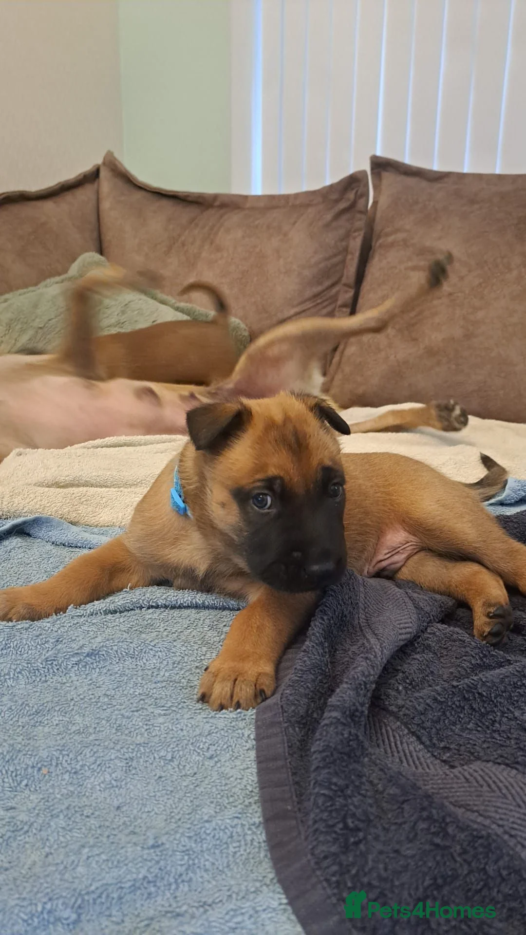 Belgian Shepherd Dog dogs for sale: Big chunky Belgian mallanois pups for sale - Advert 8