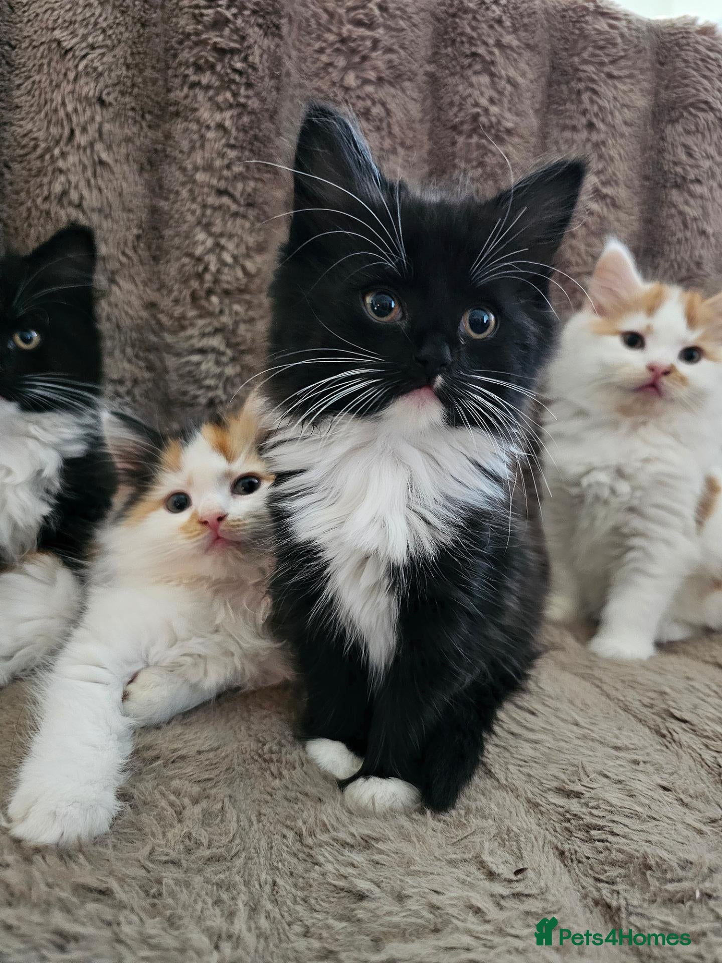 Mixed Breed cats Four Adorable Little Kittens Full of Personality - Advert 5