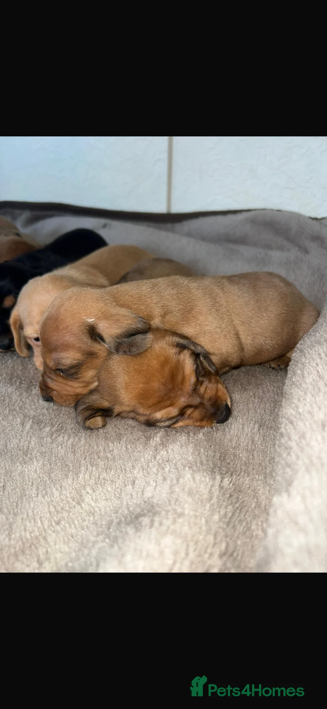 Dachshund dogs for sale: 7 gorgeous minature dachshund puppy’s🐶 - Advert 14