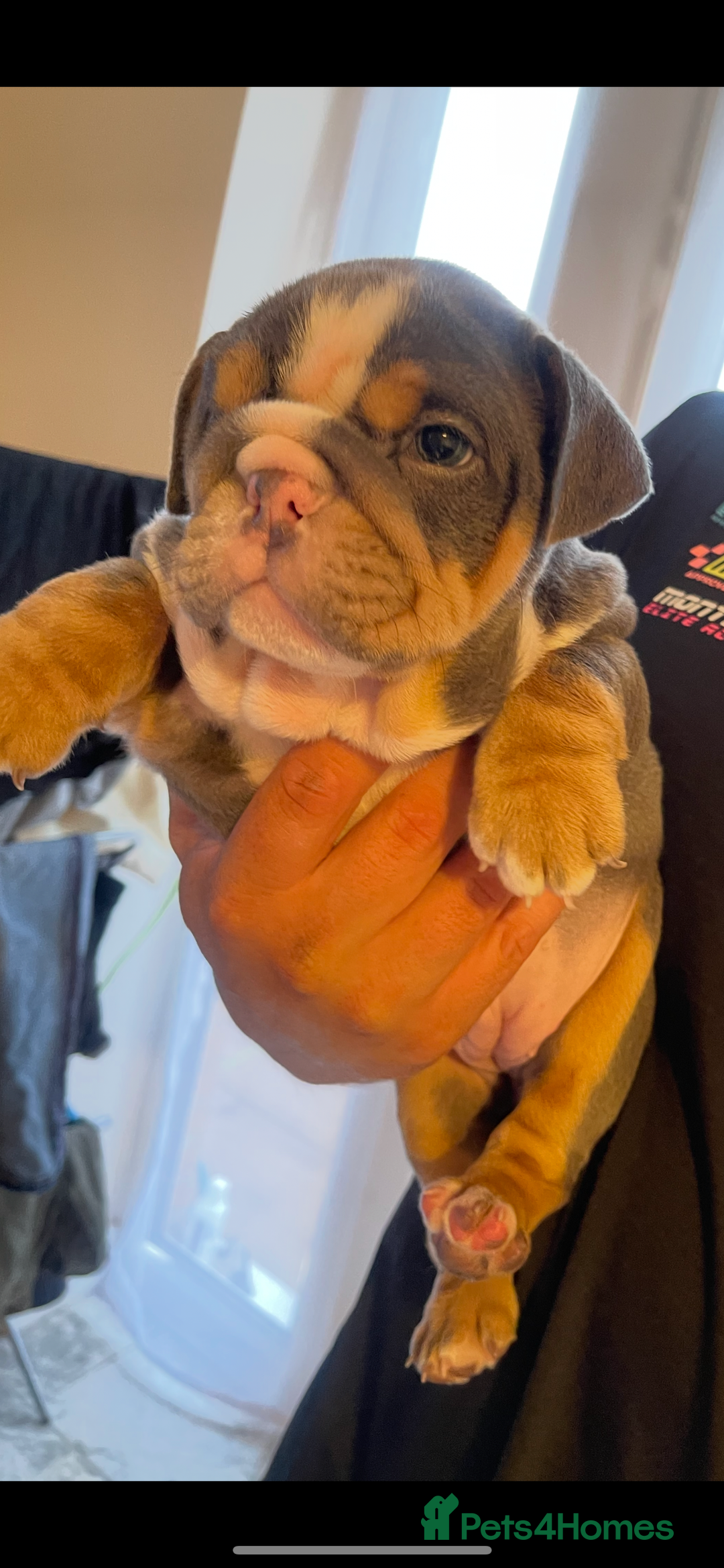English Bulldog dogs for sale: 10 Top quality English bulldog puppies for sale  - Image 4
