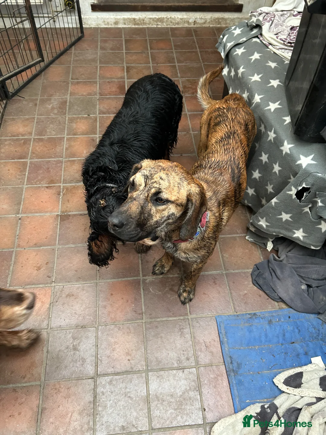 Mixed Breed dogs for sale: Forced sale due to life changes. - Advert 2