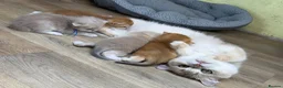 British Shorthair cats for sale: British Shorthair golden kittens GCCF  - Advert 17