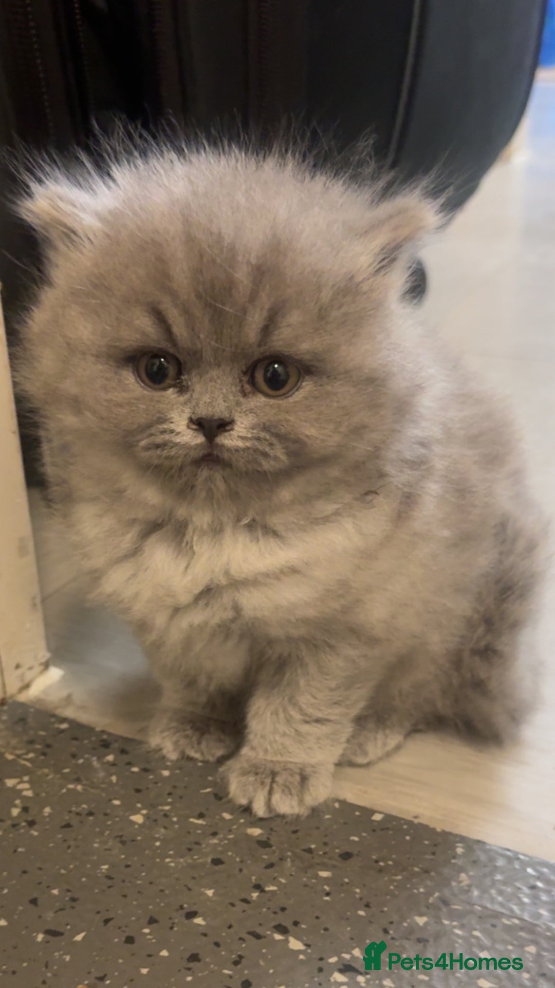 British Shorthair cats for sale: British shorthair kittens (1 FEMALE) - Advert 3